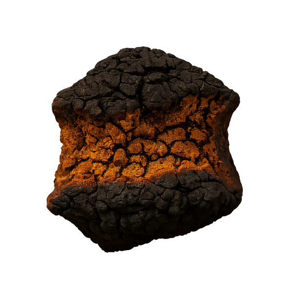 Chaga