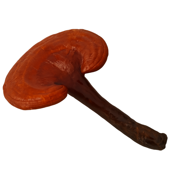 Reishi